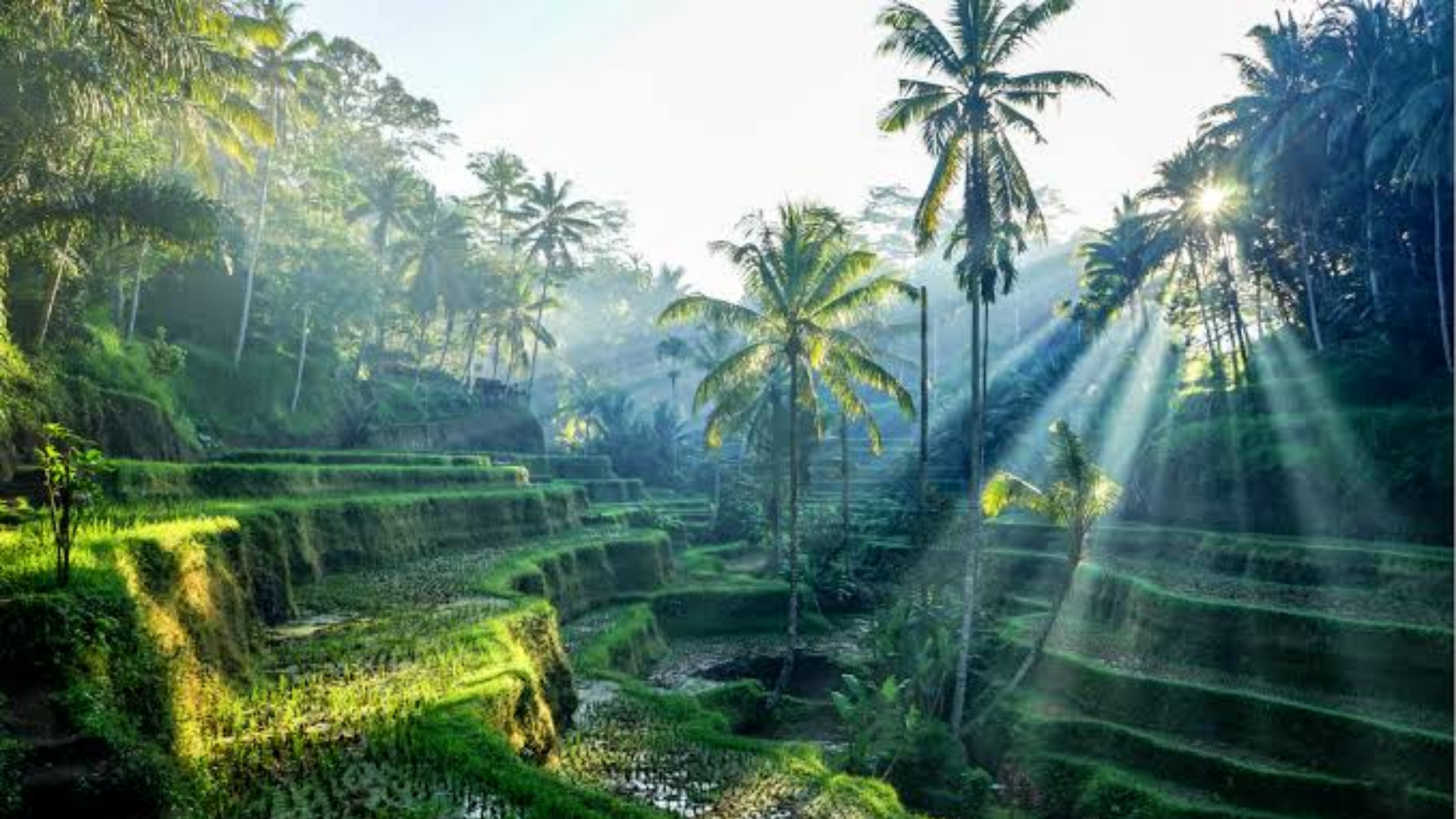 Ubud Area