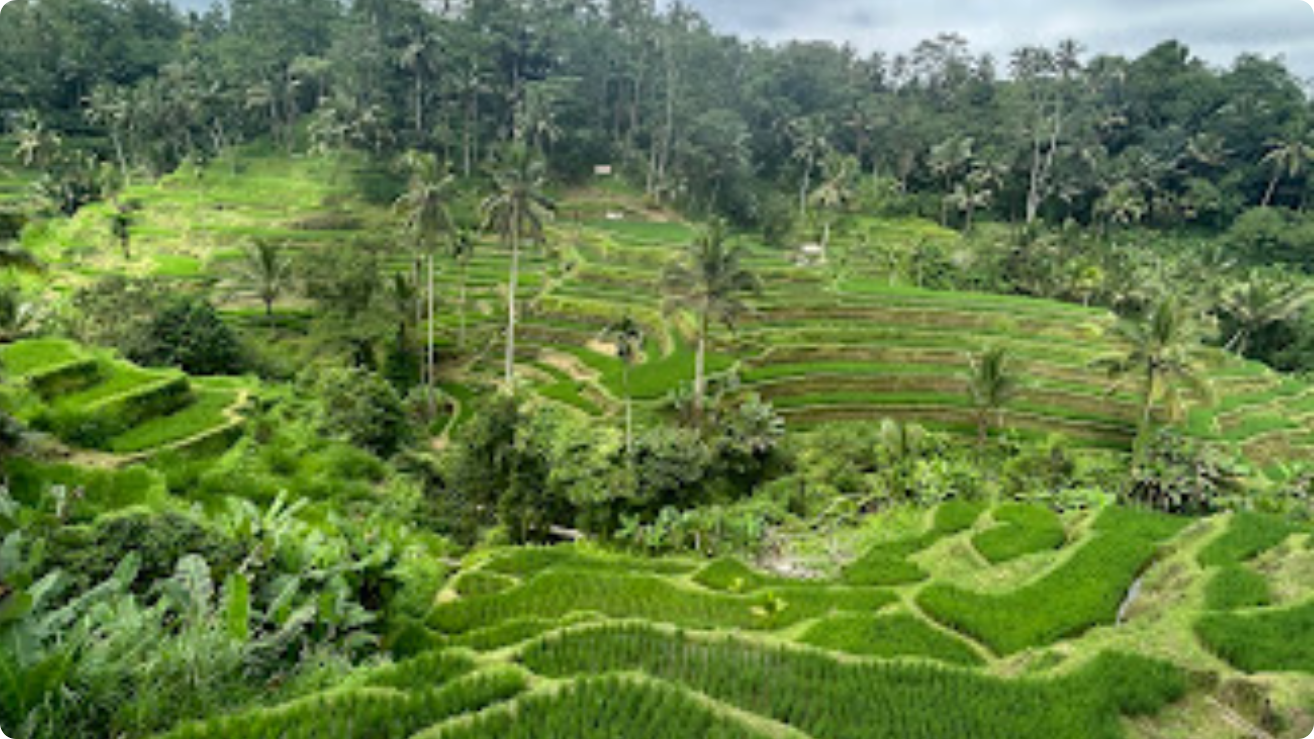Tegallang Rice Terrace